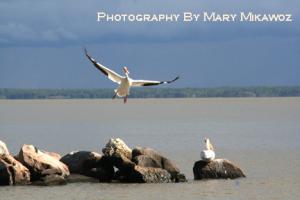 Look Ma - I can fly -  Photography by Mary Mikawoz